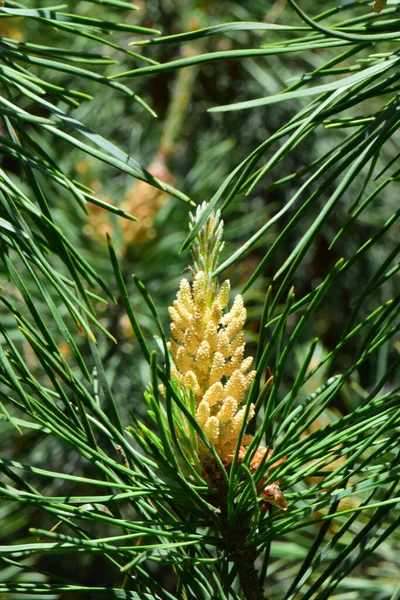 Infiorescenza Gialla Primaverile Pino Caucasico Pinus Taeda Aghi Verdi Piedi — Foto Stock