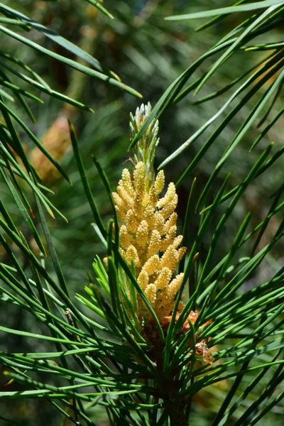 Nahaufnahme Des Frühlingshaften Gelben Blütenstandes Der Kaukasischen Kiefer Pinus Taeda — Stockfoto
