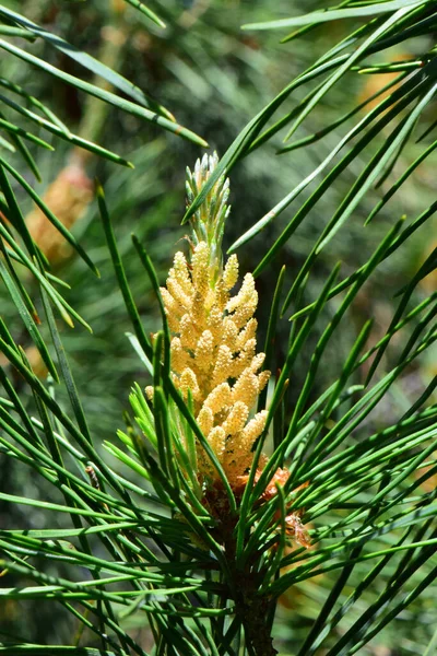 Зіткнення Жовтого Забарвлення Кавказької Сосни Pinus Taeda Зелених Голках Навесні — стокове фото