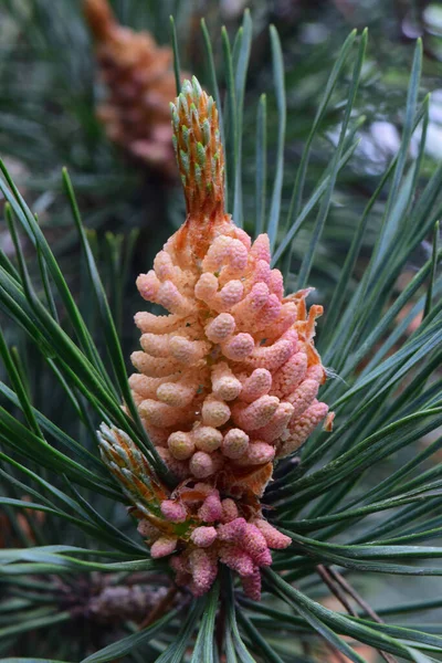 Närbild Blomstã Llningen Den Kaukasiska Furu Pinus Taeda Bland Grã — Stockfoto