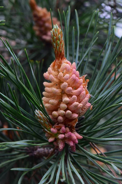 Close Primavera Inflorescências Femininas Pinheiro Caucasiano Pinus Taeda Entre Agulhas — Fotografia de Stock