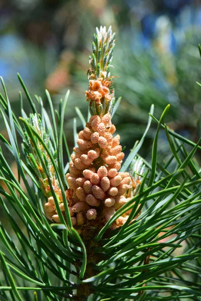 Молоді Жовті Самиці Суцвіття Кавказької Сосни Pinus Taeda Серед Зелених — стокове фото