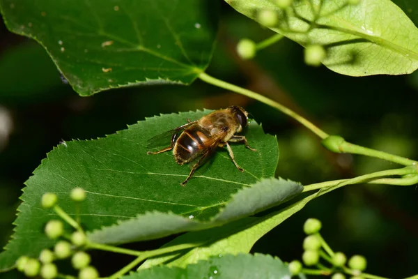 Közelkép Egy Bolyhos Barna Csíkos Viráglégy Eristalis Tenax Nyugszik Egy — Stock Fotó