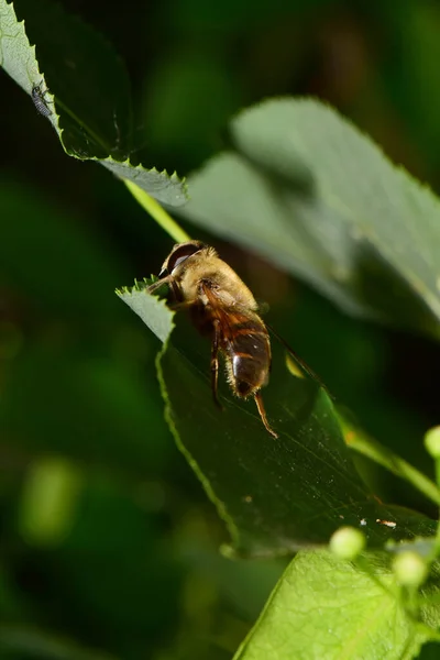 Nahaufnahme Der Blume Und Der Braunen Fliege Eristalis Tenax Sitzt — Stockfoto