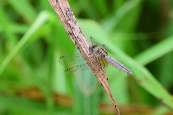 Makro Blå Manlig Trollslända Orthetrum Brunneum Sitter Ett Grönt Blad — Stockfoto