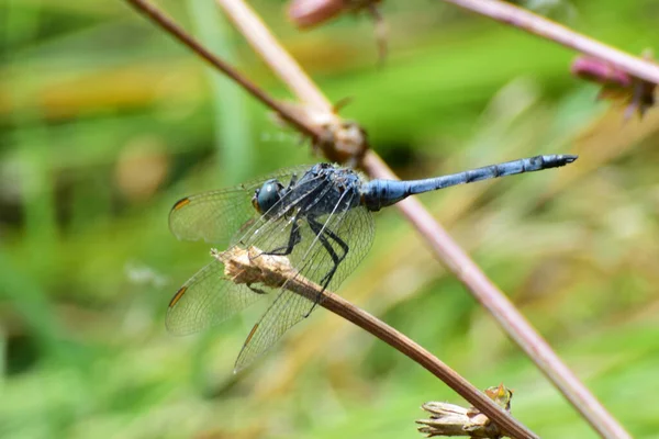 Macro Una Libélula Azul Orthetrum Brunneum Sentado Una Ramita Hierba —  Fotos de Stock