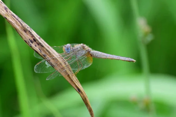 Macro Male Blue Summer Dragonfly Orthetrum Brunneum Sitting Leaf Foothills — Stock Photo, Image
