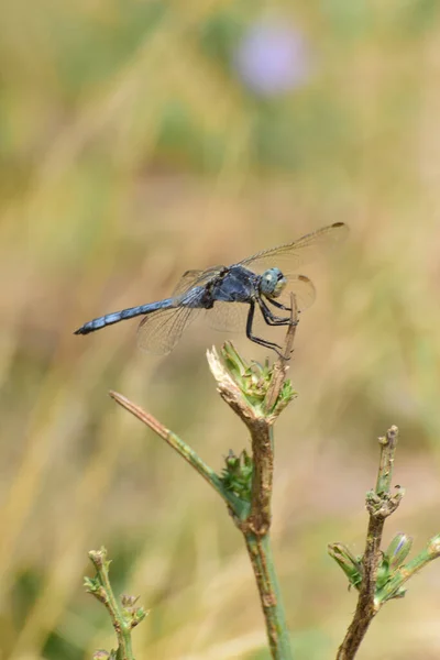 Close Van Een Zomerse Blauwe Libelle Orthetrum Brunneum Een Plant — Stockfoto