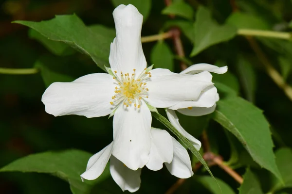 Ластівки Білої Весняної Жасмини Jasminum Officinale Білими Пелюстками Ростуть Передгір Ліцензійні Стокові Фото