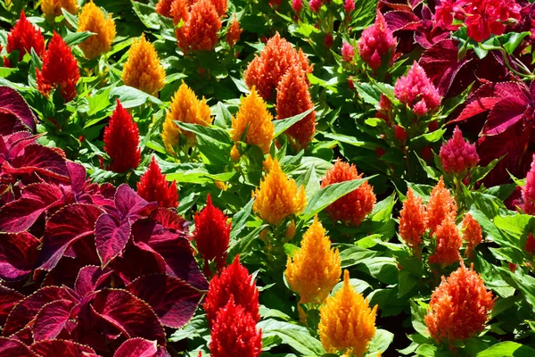 北高加索地区山麓公园的花坛上 盛开着五彩缤纷的夏季花朵 图库图片