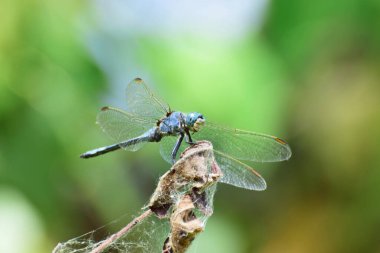 Kuzey Kafkasya 'nın eteklerindeki kuru bir ot yaprağının üzerinde oturan mavi bir yusufçuk sineğinin makrosudur.                               