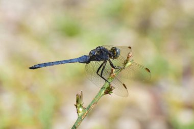 Kuzey Kafkasya 'nın eteklerindeki yeşil bir sapın üzerinde dinlenen mavi yusufçuk erkek yusufçuğun yakın çekimi.                               