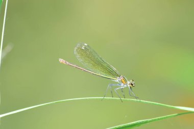 Sarı-yeşil yusufçuk Calopteryx 'in dişisi Kuzey Kafkasya' nın eteklerinde otların üzerinde oturuyor.                               