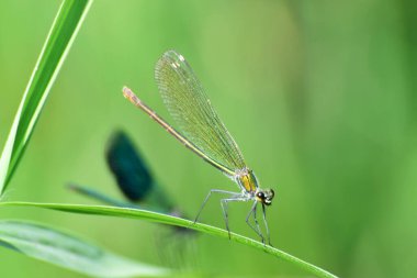 Yeşil-sarı dişi yusufçuk Calopteryx 'in makro' su yazın Kuzey Kafkasya 'nın eteklerinde çim sapının üzerinde oturuyor.                               