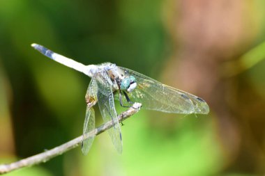 Kuzey Kafkasya 'nın çim eteklerindeki yaz mevsiminde dinlenen mavi erkek yusufçuk ortomu iptal edildi.