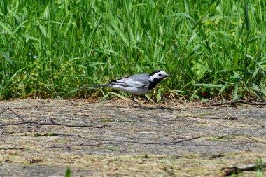  Gri Wagtail Motacilla alba yaz mevsiminde Kuzey Kafkasya 'nın eteklerinde yeşil otların arasında yol boyunca koşar.                              