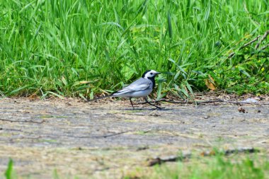 Gri Wagtail Motacilla alba, yazın Kuzey Kafkasya 'nın eteklerinde yeşil çimlerin arasında dinleniyor.