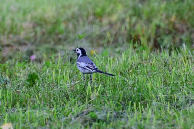 Gri Wagtail Motacilla alba yazın Kuzey Kafkasya 'nın eteklerinde yeşil çimlerin arasında dinleniyor.                               