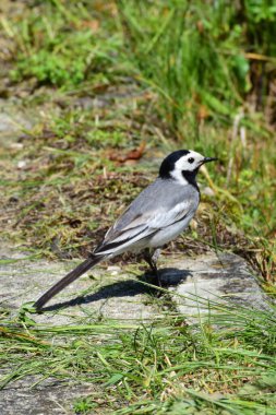 Gri Wagtail Motacilla alba yaz mevsiminde Kuzey Kafkasya 'nın eteklerinde yeşil otların arasında yol boyunca koşar.                               