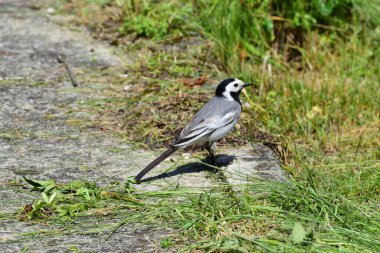 Gri Wagtail Motacilla alba yaz mevsiminde Kuzey Kafkasya 'nın eteklerinde yeşil otların arasında yol boyunca koşar.                               