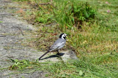 Gri Wagtail Motacilla alba yaz mevsiminde Kuzey Kafkasya 'nın eteklerinde yeşil otların arasında yol boyunca koşar.                               