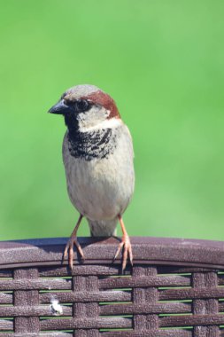 Genç serçenin yakın çekimi Yolcu Montanus bir sandalyenin arkasında oturuyor                               