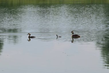 Podiceps kristal ördekleri ve ördek yavruları yazın Kuzey Kafkasya 'nın eteklerinde bir gölde yüzerler.                               