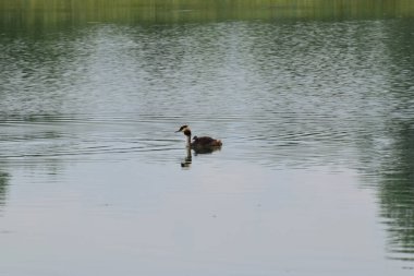  Vahşi dişi ördek mantarı Podiceps kristali Kuzey Kafkasya 'nın eteklerindeki akşam gölünde yüzer.                              
