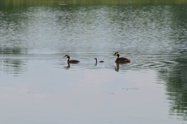 Vahşi ördek familyası Podiceps kristali. Kuzey Kafkasya 'nın eteklerindeki akşam gölünde yüzen bir ördek yavrusu.                               