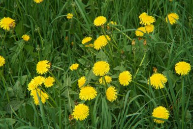   Bahar sarısı ve taze çiçekleri Taraxacum memurları Kuzey Kafkasya 'nın eteklerindeki bir çayırda yeşil çimlerde.