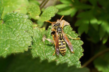  Kuzey Kafkasya 'nın eteklerinde yeşil bir yaprak üzerinde sarı ve siyah bir ot olan Vespula Rufa' nın yakın çekimi.                              