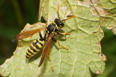  Kuzey Kafkasya 'nın eteklerinde yeşil bir ısırgan otu yaprağı üzerinde sarı ve siyah bir ot olan Vespula Rufa' nın yakın çekimi