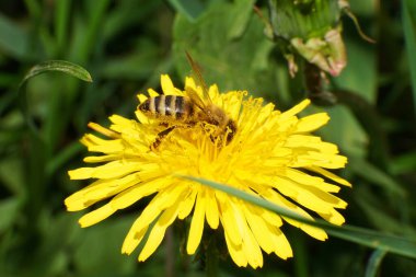 Arı Apis Mellifera 'ya yakın çekim sarı çiçekli hindiba Taraxacum officinale Kuzey Kafkasya eteklerinde