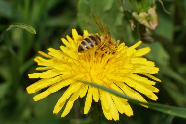  Kuzey Kafkasya 'nın eteklerindeki bir çayırda sarı bir karahindiba çiçeğinin üzerindeki yumuşacık arı makroskobu Taraxacum officinale.