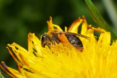 Andrena tibialis, Kuzey Kafkasya 'nın eteklerindeki Taraxacum officinale adlı sarı karahindiba çiçeğinin üzerinde polen ve netar toplar.                               
