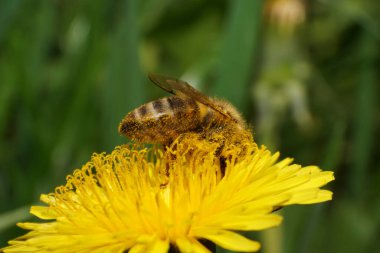 Apis mellifera arısının sarı karahindiba çiçekli makarnası Kuzey Kafkasya eteklerindeki Taraxacum officinale                               