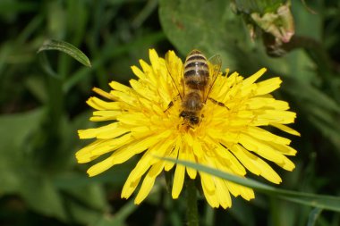 Kuzey Kafkasya 'nın eteklerindeki bir çayırda sarı bir karahindiba çiçeğinin üzerindeki tüylü arı Apis mellifera' nın yakın çekimi.                               