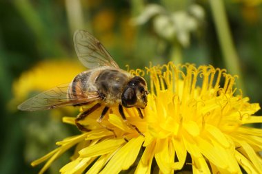 Macro hoverfly Eristalis tenax, Kuzey Kafkasya 'nın eteklerinde bulunan sarı karahindiba çiçeği Taraxacum officinale üzerinde polen ve netar toplar.