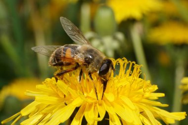  Macro hoverfly Eristalis tenax, Kuzey Kafkasya 'nın eteklerindeki Taraxacum officinale adlı sarı karahindiba çiçeğinin üzerinde hormon poleni ve netar toplar.
