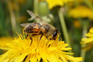 Yakın plan hoverfly Eristalis tenax, Kuzey Kafkasya 'nın eteklerinde bulunan Taraxacum officinale adlı bahar sarısı karahindiba çiçeğine polen ve netar toplar.                               