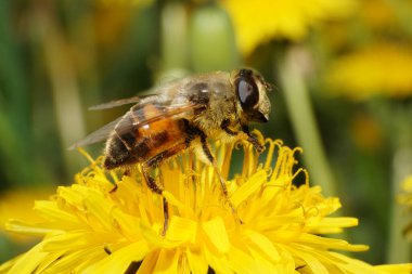 Yakın plan hoverfly Eristalis tenax Kuzey Kafkasya 'nın eteklerindeki Taraxacum officinale sarı karahindiba çiçeğine polen ve netar toplar.                               