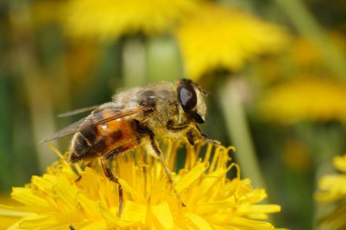  Kuzey Kafkasya 'nın eteklerindeki Taraxacum officinale' de sarı bir karahindiba çiçeğinin üzerinde uçan bahar sineği Eristalis tenax 'ın yakın çekimi