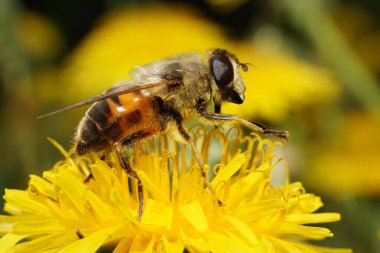 Tüylü yay sineği Makrosunun uçuşu Eristalis tenax sarı karahindiba çiçeği Taraxacum officinale Kuzey Kafkasya eteklerinin eteklerinde