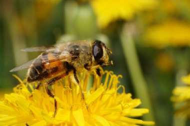 Macro hoverfly Eristalis tenax, Kuzey Kafkasya 'nın eteklerinde bulunan bahar sarısı karahindiba çiçeği Taraxacum officinale' de polen ve netar toplar.                               