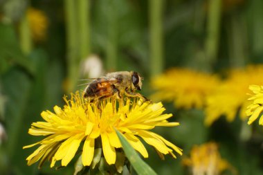 Uçan Sinek Eristalis Tenax 'ın yakın çekimi Kuzey Kafkasya' nın eteklerindeki sarı bir karahindiba çiçeğinin üzerinde Taraxacum officinale                               