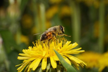 Kuzey Kafkasya 'nın eteklerindeki Taraxacum officinale çiçeğinin üzerindeki bir çiçek sineğinin yakından Eristalis tenax' ı.