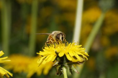 Kahverengi çiçek sineğine yakın çekim Eristalis tenax Kuzey Kafkasya eteklerinde bulunan sarı karahindiba Taraxacum officinale polen ve netar topluyor