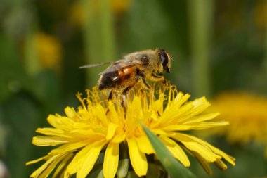 Eristalis tenax çiçeğinin üzerinde çiçek sineği makrosu. Kuzey Kafkasya 'nın eteklerindeki Taraxacum officinale çiçeği.                              