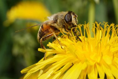 Bahar çiçeği sineği Makro Eristalis tenax Kuzey Kafkasya 'nın eteklerindeki bir karahindiba olan Taraxacum officinale' de polen ve netar toplar.                             