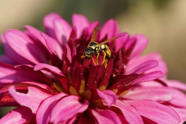  Yakın plan sarı ve çizgili yaban arısı Vespula Rufa, Kuzey Kafkasya 'nın eteklerindeki kırmızı bir çiçekte oturuyor.